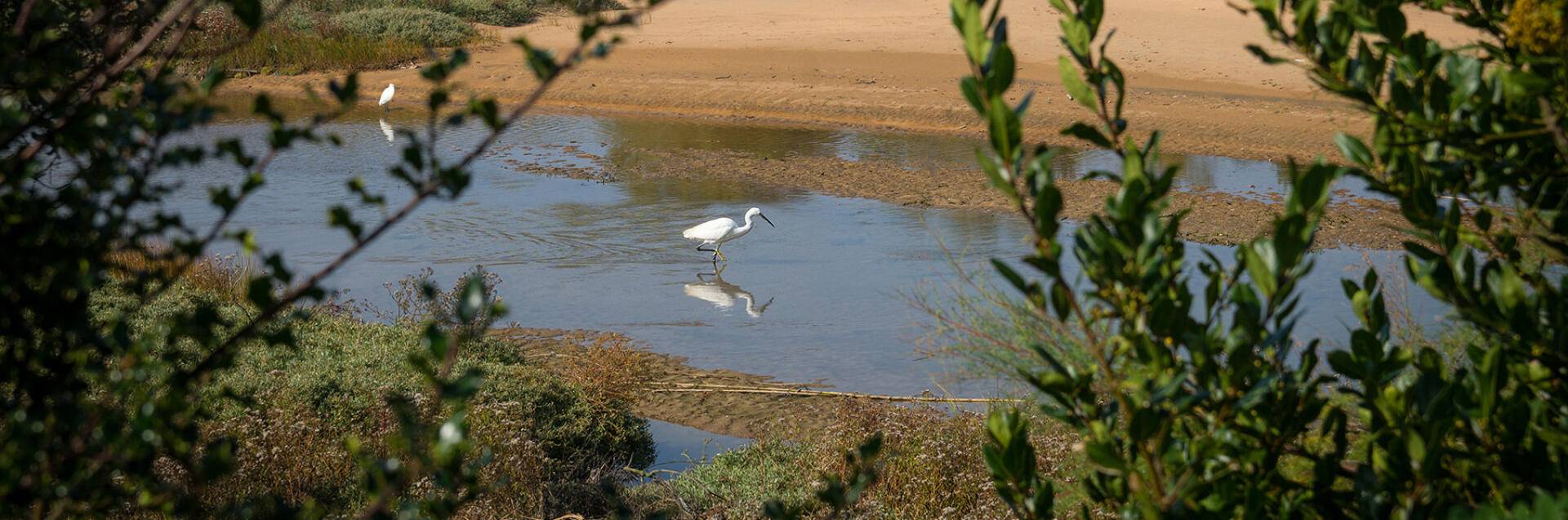 Aves y naturaleza costera