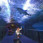 donostia aquarium-tiburones destinos euskadi