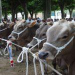 Baserritar Eguna-Hondarribia