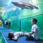 Aquarium. Palacio del Mar de Donostia / San Sebastián