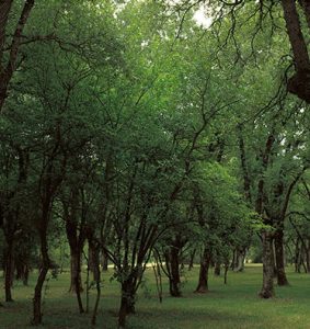 Bosque de Armentia