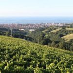 Bodegas de Txakoli