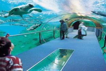 aquarium-tunel